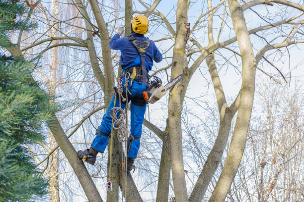 Mulching Services in Passapatanzy, VA