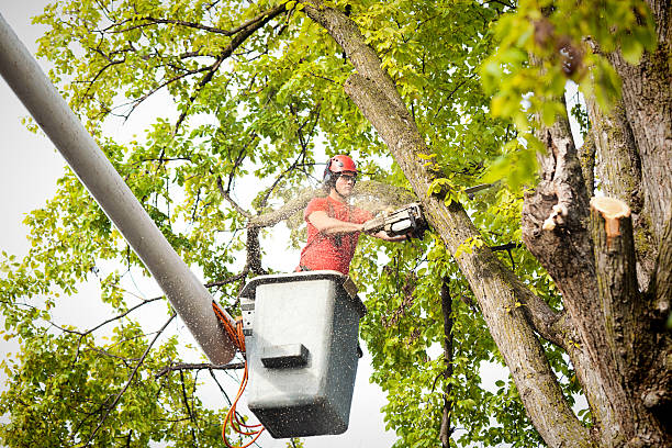 Professional Tree Care Services in Passapatanzy, VA